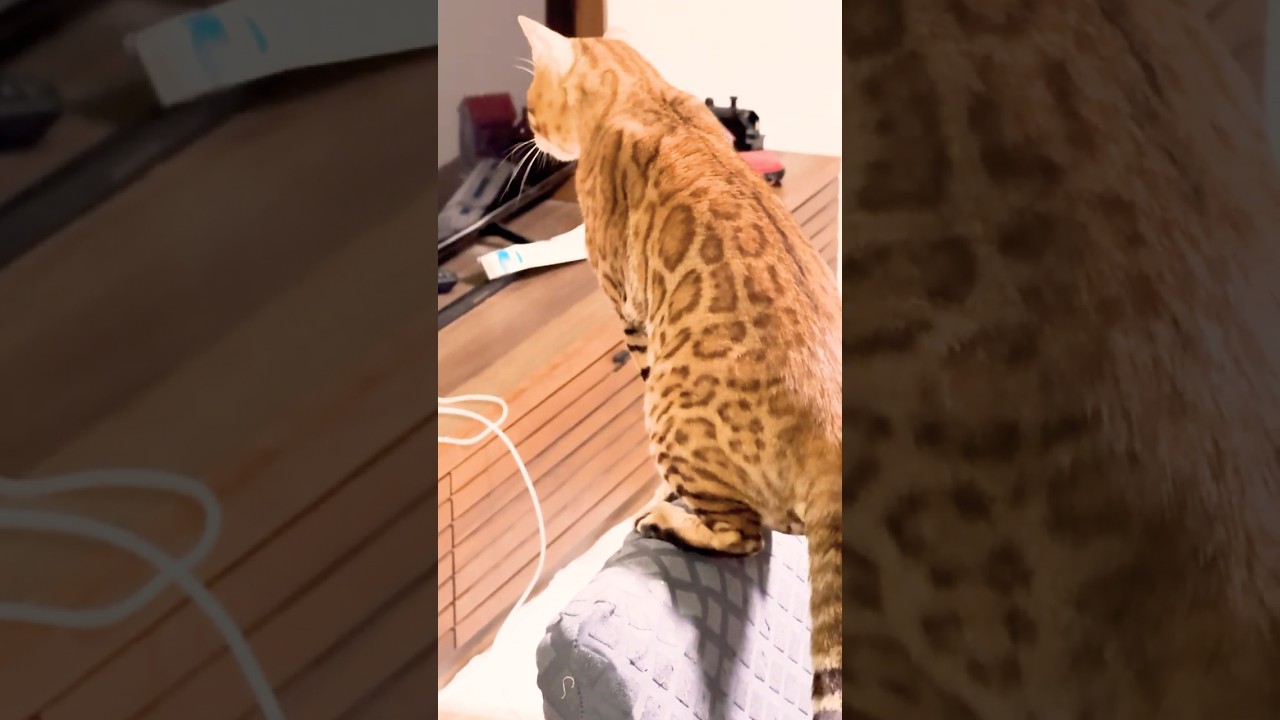 突然何かを見つけたベンガル猫の様子