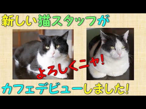 【新しい猫スタッフ】が【カフェデビュー】しました！
