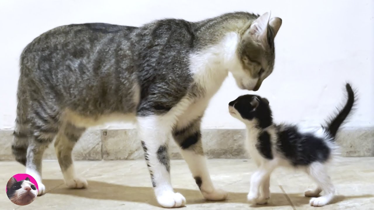 Talkative kitten meets big cat for the first time