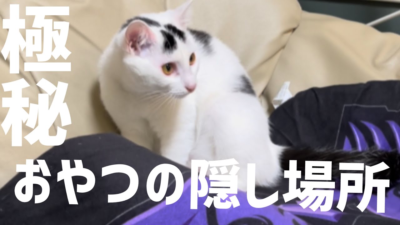 【極秘事項】何でそんなところからおやつが！飼い主も知らなかった秘密の隠し場所！#保護猫 #ねこ #猫のいる暮らし #cat #ミルねーさん