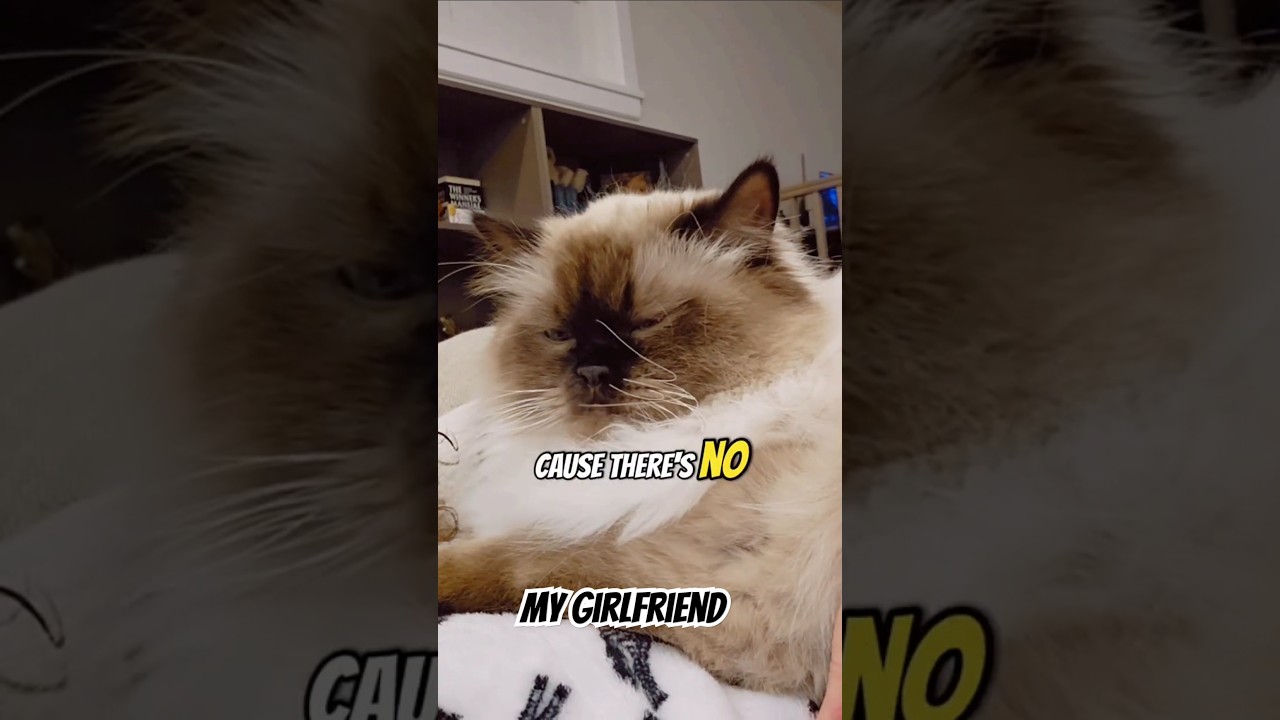 Go Out? Send this to your girlfriend 🫠#cat #petlovers #catlover #pets #yourpet @dojacat
