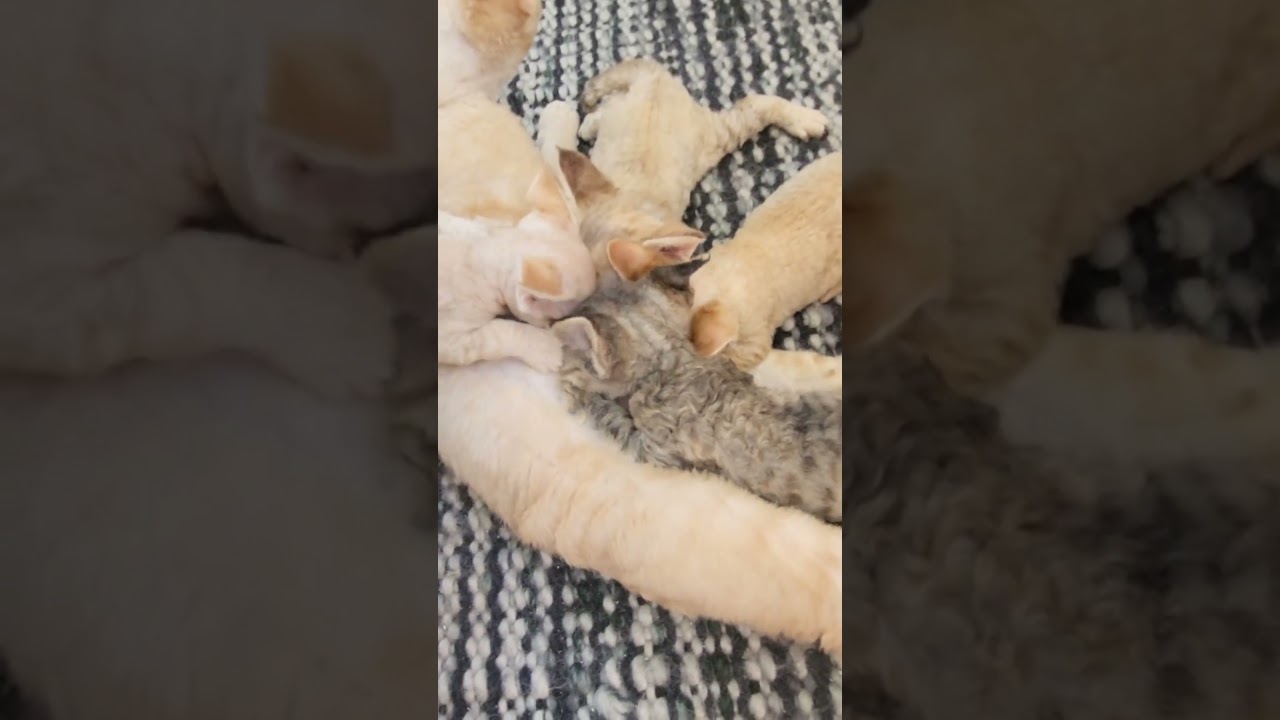 Devon rex breastfeeding