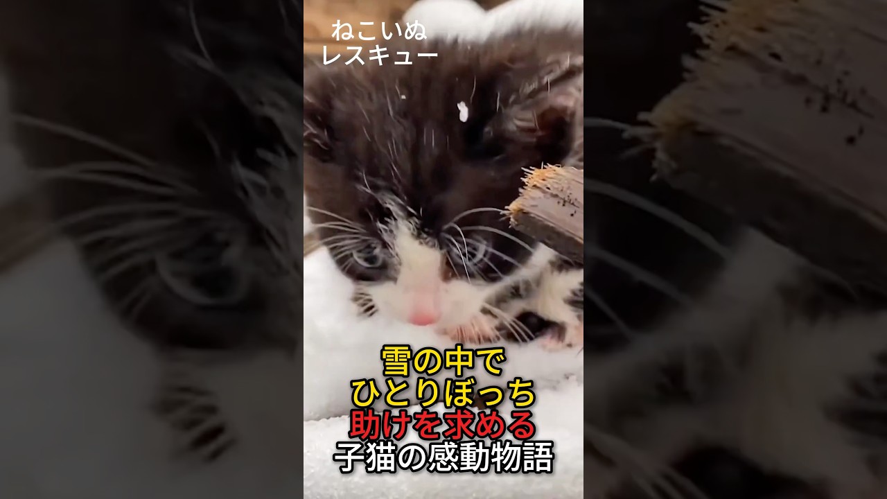 雪の中でひとりぼっち…助けを求める子猫の感動物語