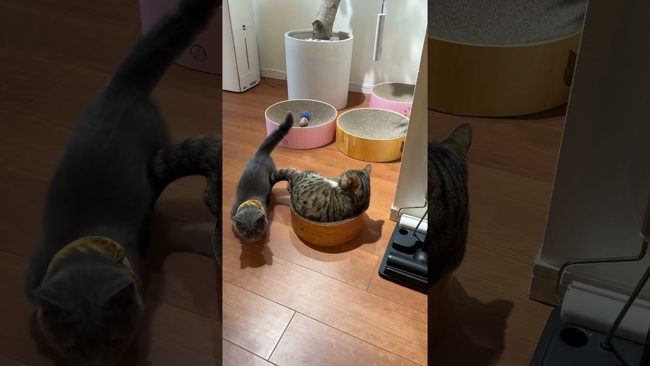 【サイズ違いです!!】#マンチカン#マンチカン短足#マンチカン子猫#ブリマンチ#ブリティッシュショートヘア#茶トラ#キジシロ#子猫#多頭飼い#猫のいる暮らし#チュール#肉球#猫の癖が強い