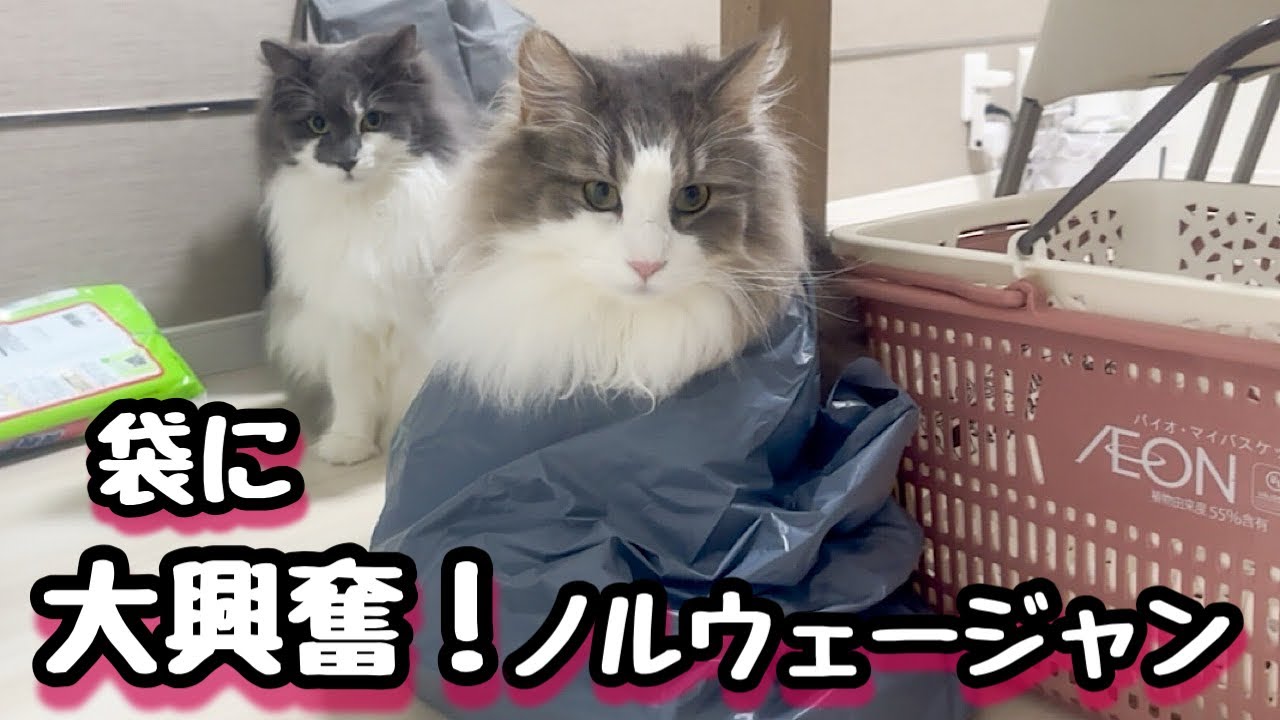 猫あるある！ノルウェージャンの好奇心大な毎日が忙しい！