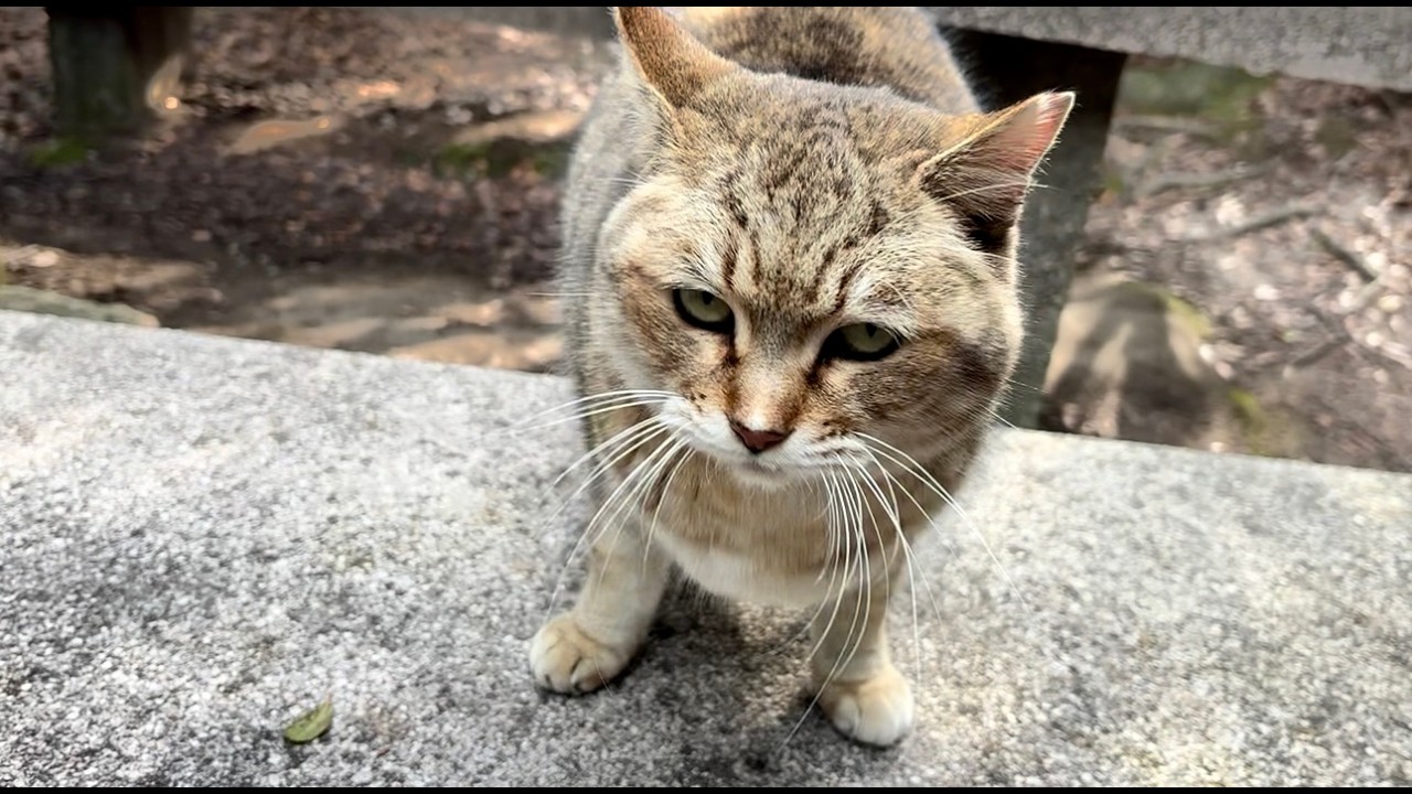 ついて来て欲しそうなお喋り猫モナカの期待に応える