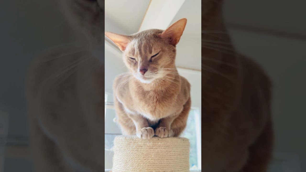 先輩の威厳 🐈✨#猫#いぶりん#こころ#アビシニアン#レッド#フォーン#play#cat#abyssinian#fawn #red#雪月花#子猫#猫#シャムMIX#play#cat#kitten