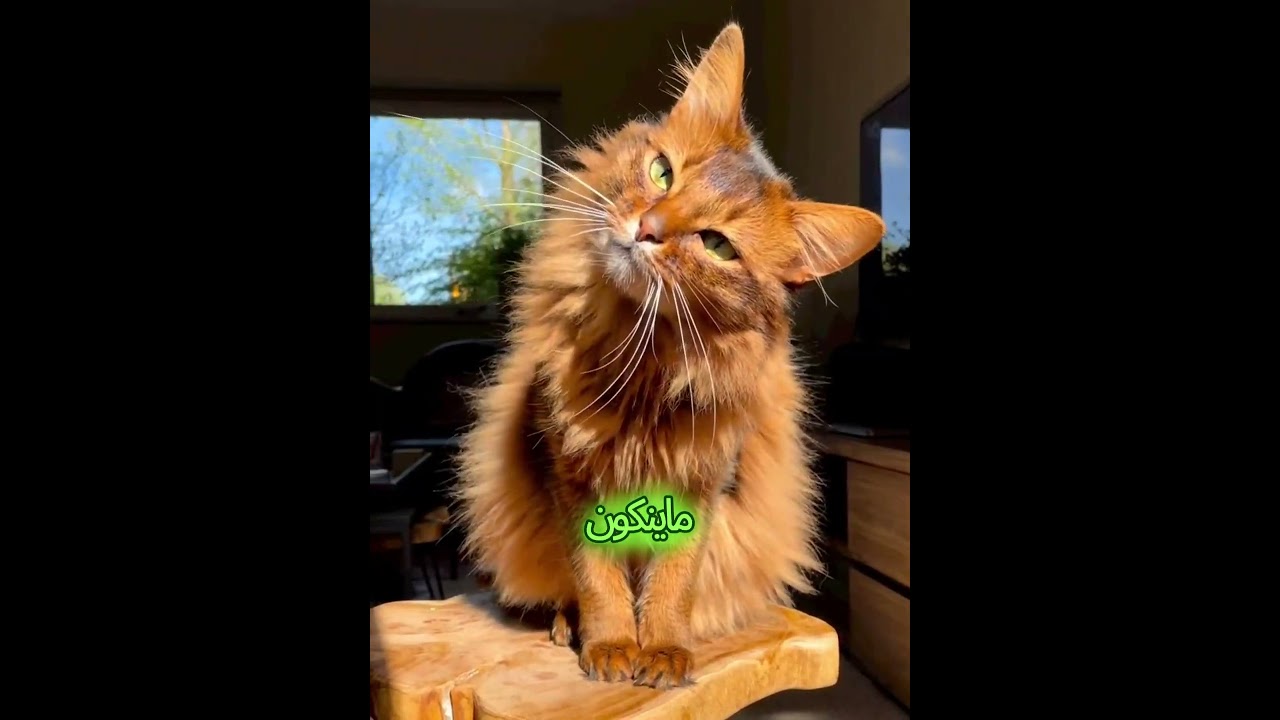 الاغرب سلالات 🐈🤪القطط؟ #قطط #cat #catlover #حيوانات#shorts