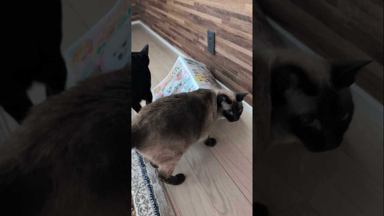 頭隠して尻隠さずのシャム猫🐱 - A cat hiding under papers - #shorts