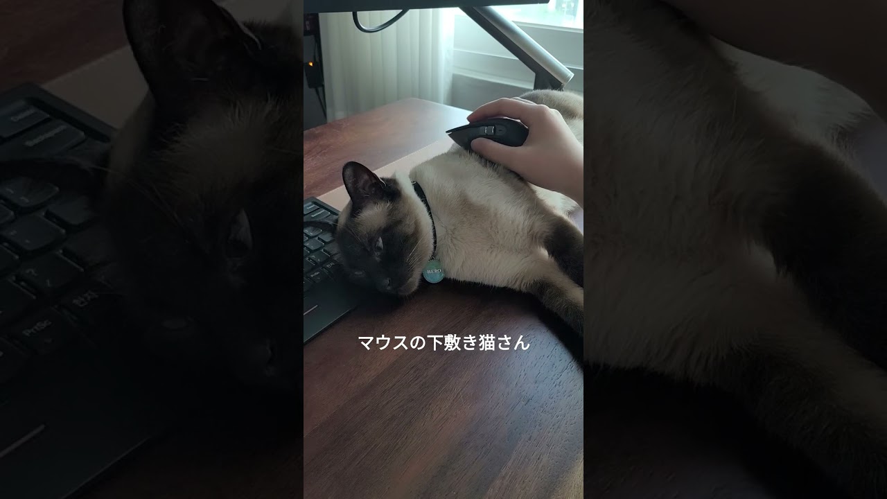 率先してマウスの下敷きになる猫がこちら  #シャム猫ひおろ #cat