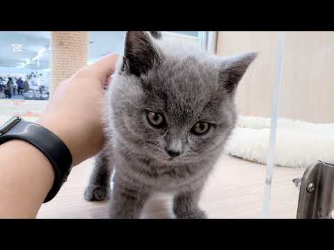 【2025/02/09撮影】ブリティッシュショートヘアの子猫 女の子！ マルワンプレミアム認定の激かわブリ！入店初日からスリスリしちゃう甘えたさん♪