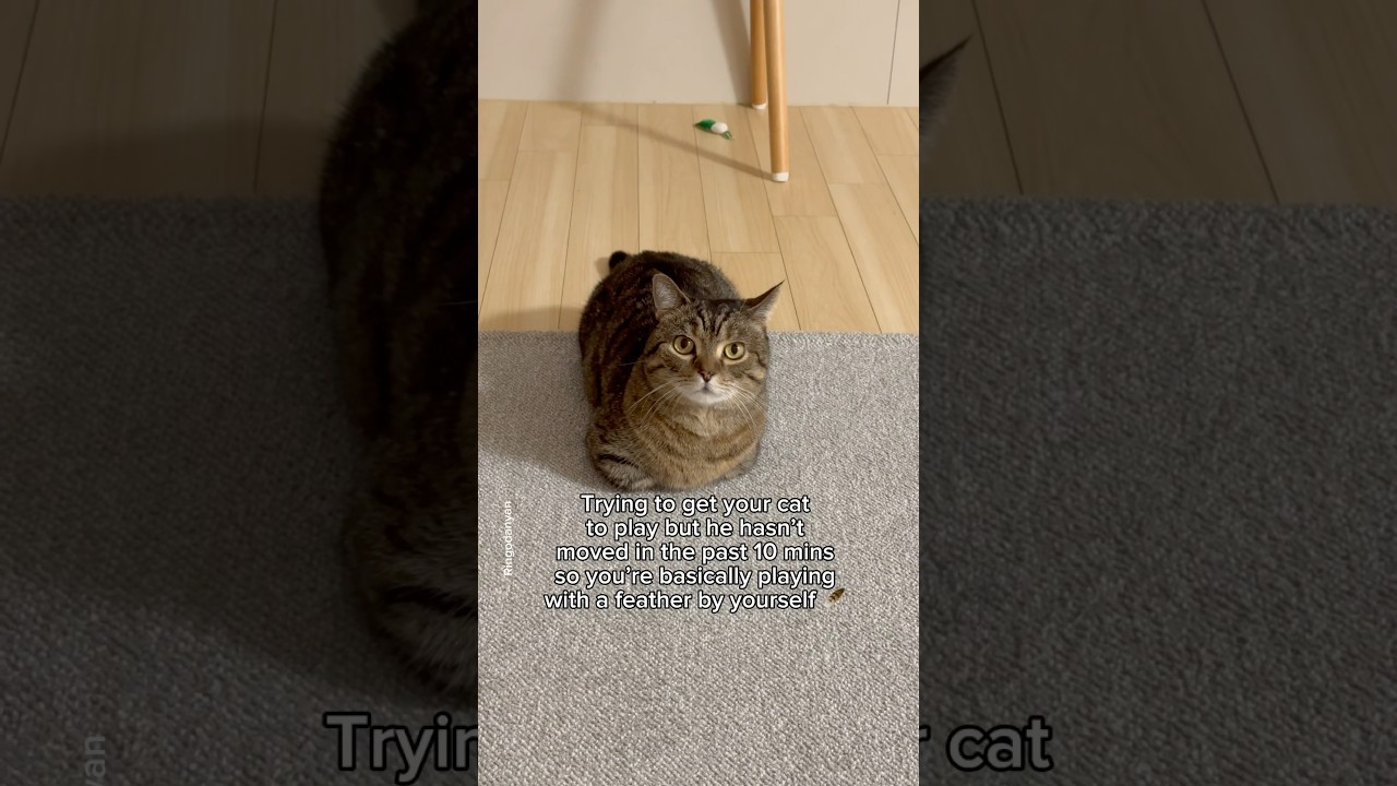 That's not my favorite toy😾 #shorts #cat #funny
