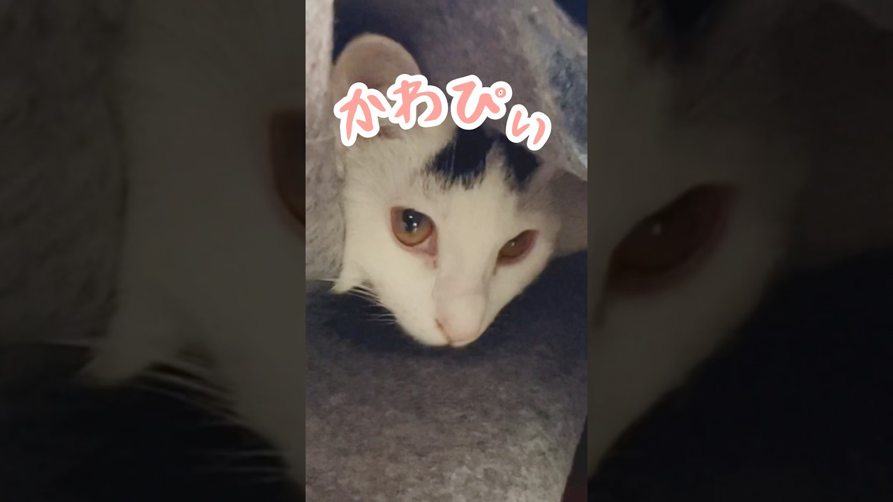 バレバレなところに隠れるミルねーさんもかわいい#保護猫 #ねこ #猫のいる暮らし #ミルねーさん #cat＃shorts