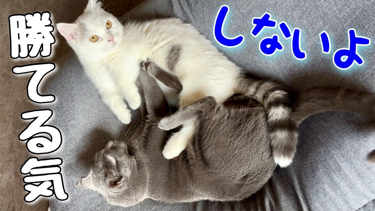 マンチカン|ロシアンブルー(先住猫)との体格差は？[Munchkin]