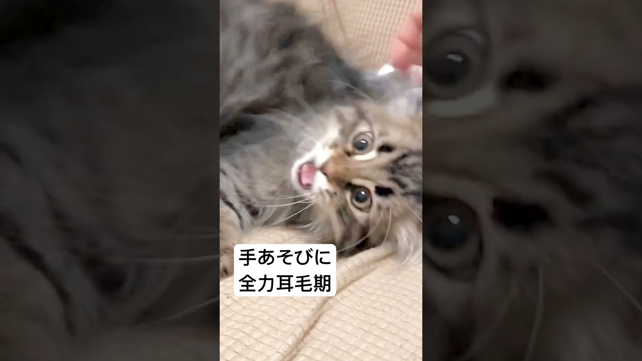 この頃からすごい顔してた #猫 #サイベリアン #顔芸