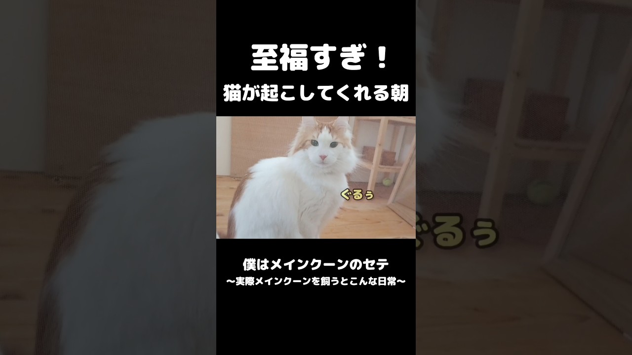 猫が起こしに来る日常 #メインクーン #猫 #猫のいる暮らし #mainecoon #cat