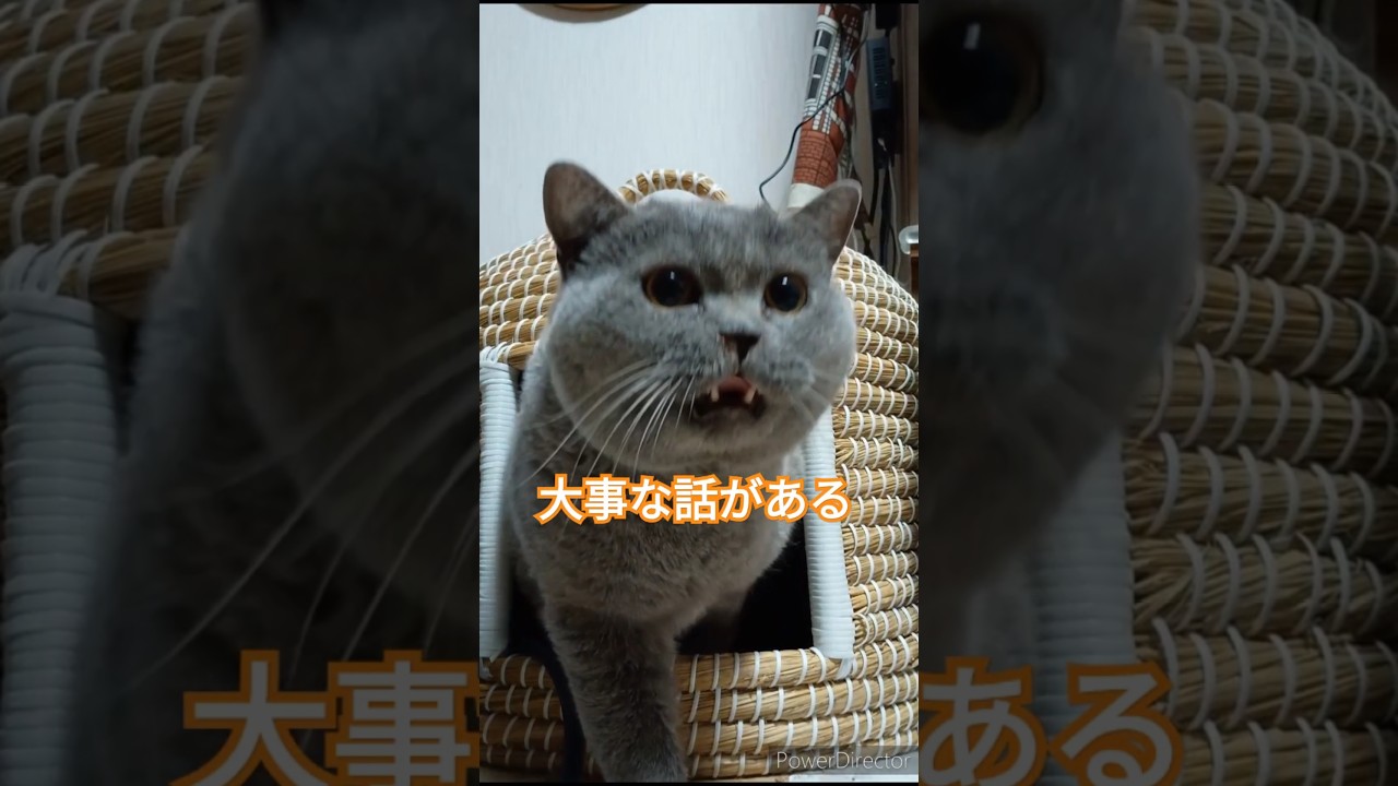 ブリティッシュショートヘアからの大事な話😺#shorts #cat #ねこ #保護猫 #猫のいる暮らし #猫好きさんと繋がりたい #cute