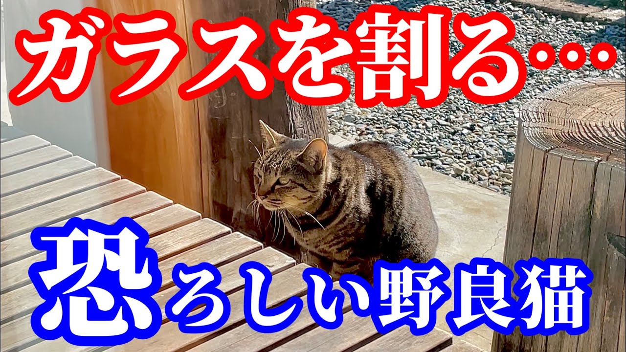 【恐怖】庭に来た猫が怒り狂って…