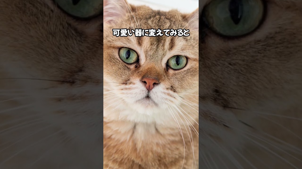 最近働き過ぎニャン！ #cat #ねこのいる幸せ #ねこ好きさんと繋がりたい #ねこ大好き #ねこのいる暮らし #猫動画