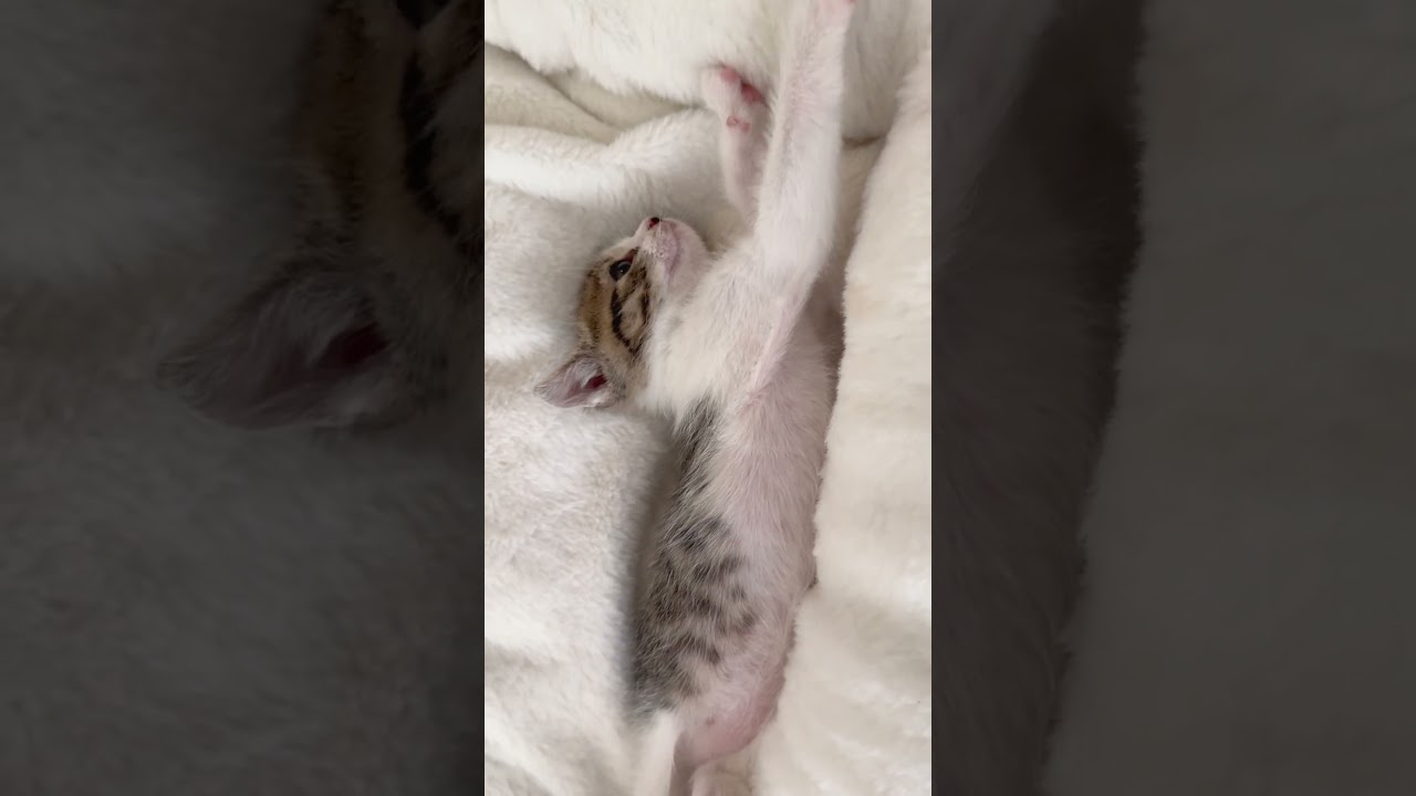 寝返りに手間取る姿が可愛い生後4週間の保護子猫 #shorts  #子猫保護 #子猫動画