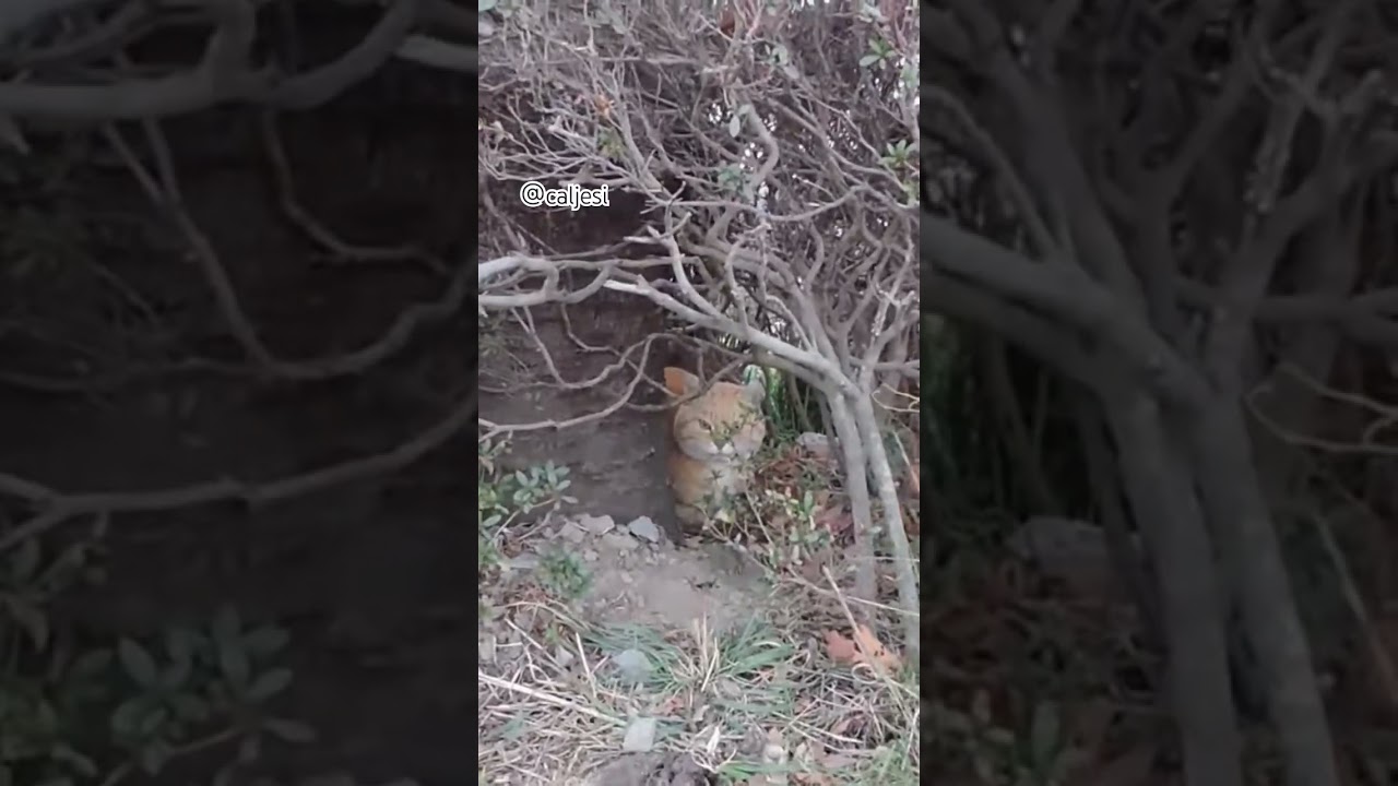 きのした茶トラ。 #cat #japanesecat #日本の猫 #日本猫 #catlover #animals