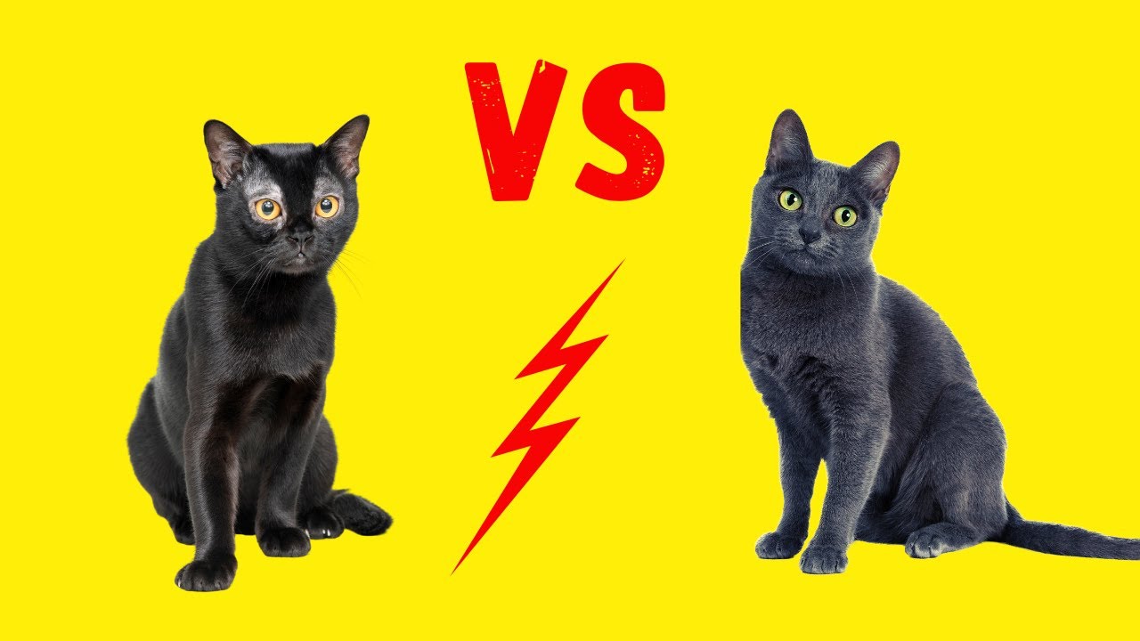 Bombay Katze vs. Korat