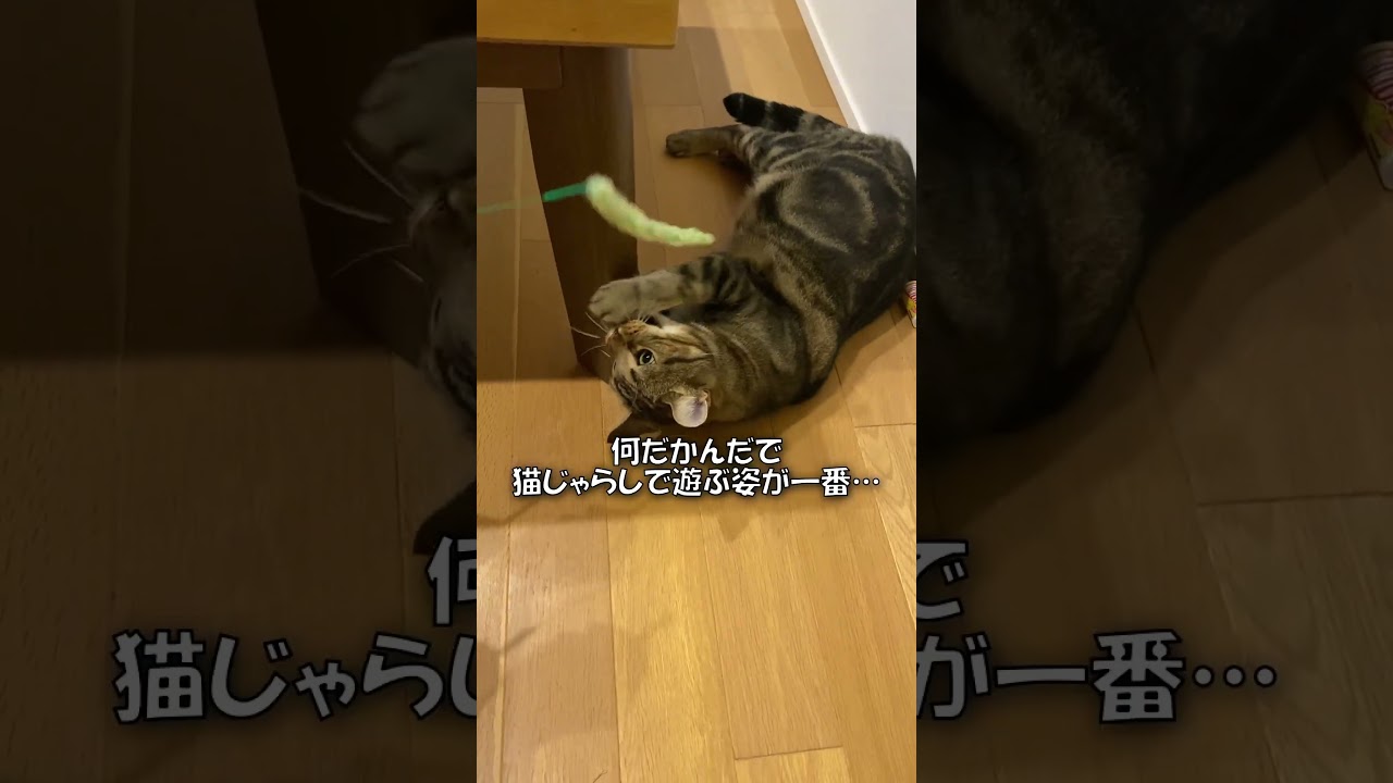 猫じゃらしが結局一番似合う！【アメショのほっけ】 #猫