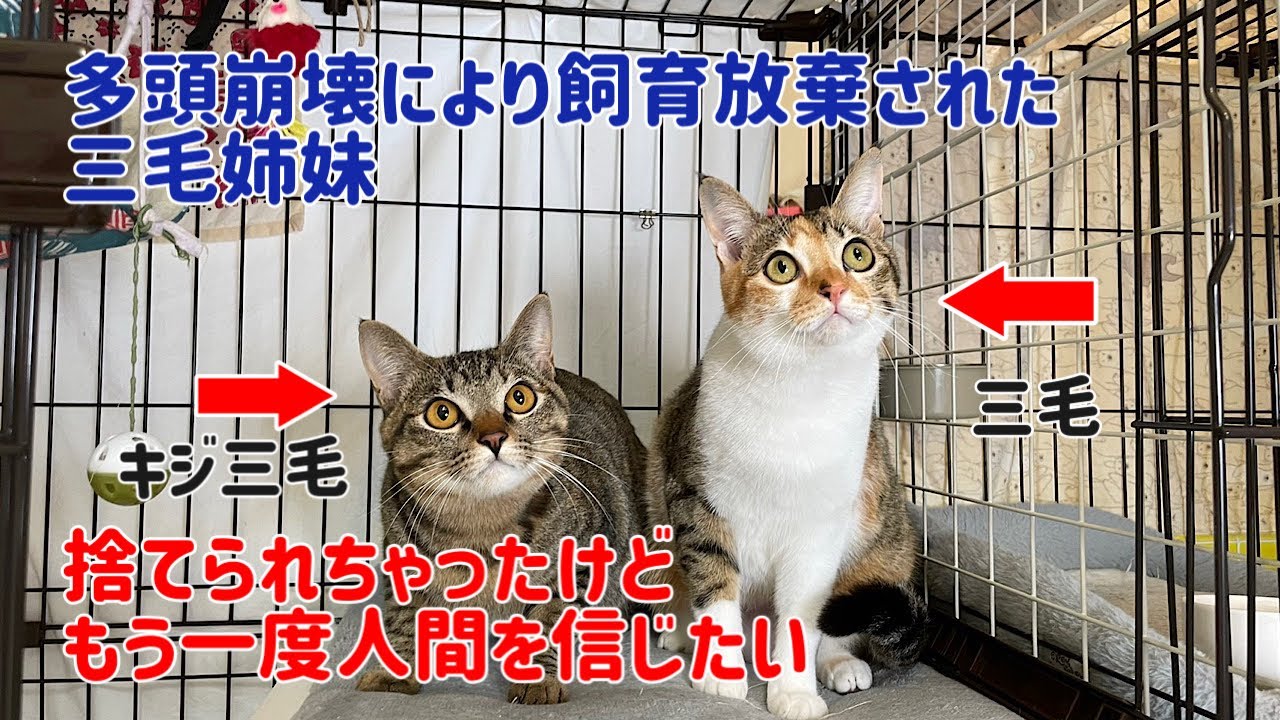 辛い過去があるのにビックリする程ラブリーな美猫姉妹をご紹介