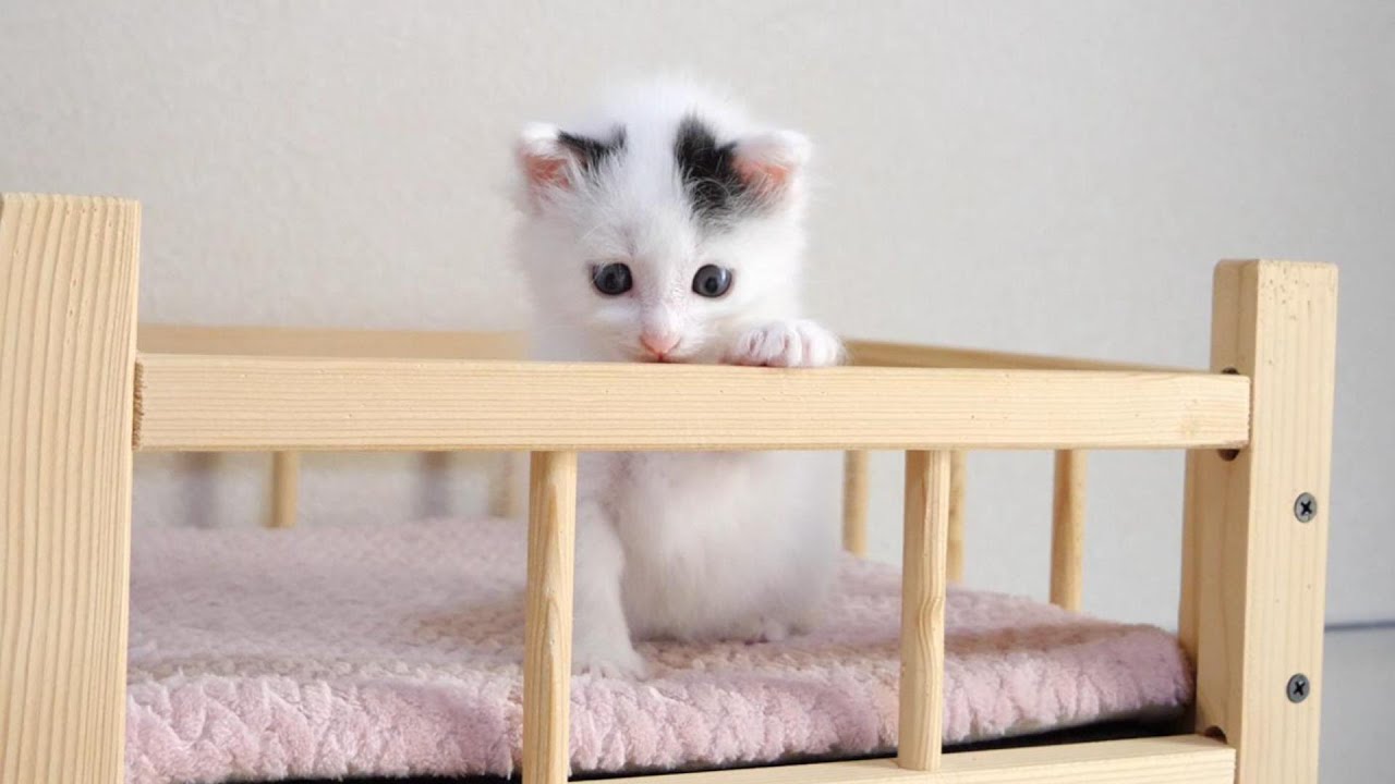 困ってしまう子猫たち。高い所に登ったはいいけれど！？【赤ちゃん猫　保護猫】