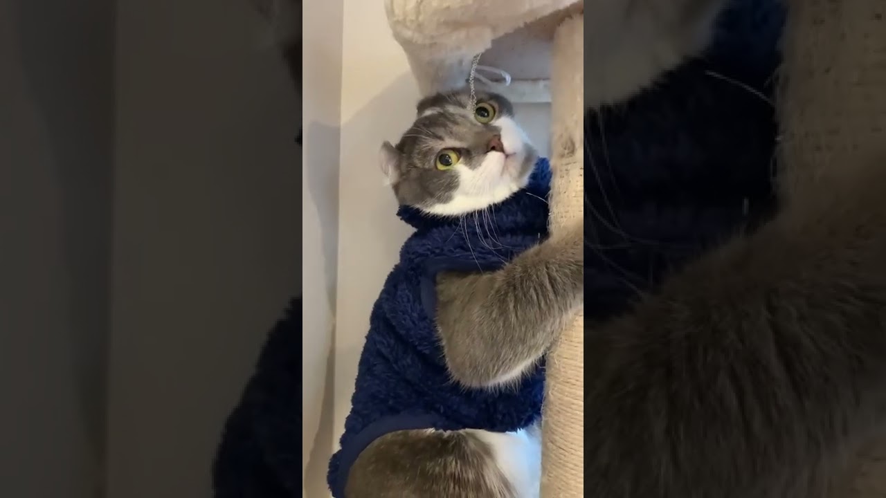 ボアフリースが似合いすぎるイケメン子猫【アメリカンカール・たぴ】