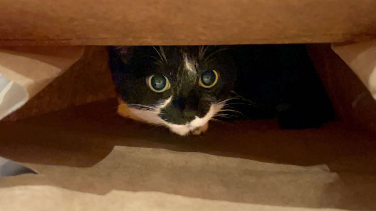 覗いているのは誰？猫たちの紙袋チェック☑️ Who's Peeking? Cats Checking Out the Paper Bag