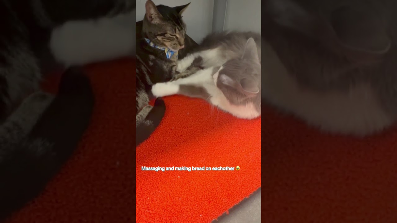 These 2 love birds are the definition of love! Come visit them!! They are also adoptable #cat #love