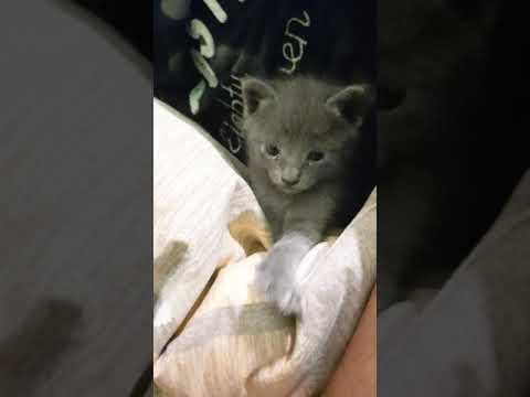 meeeeet baby blue #cutekittenseverywhere  #cutegreykitten