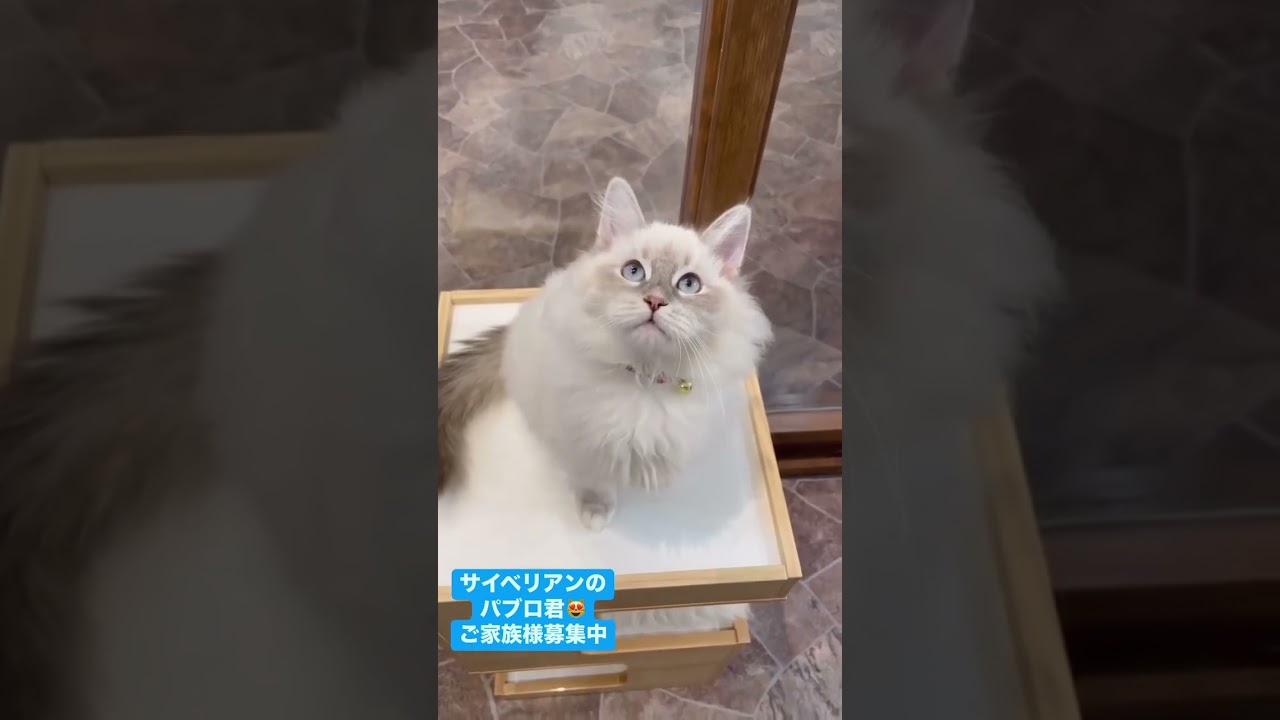 抱っこができる#サイベリアン の#子猫 😻世界チャンピオン血統のパブロ君🤴大人しくて抱っこが大好きな男の子😍小さなお子様がいらっしゃるご家庭にもおすすめです#ペットショップ