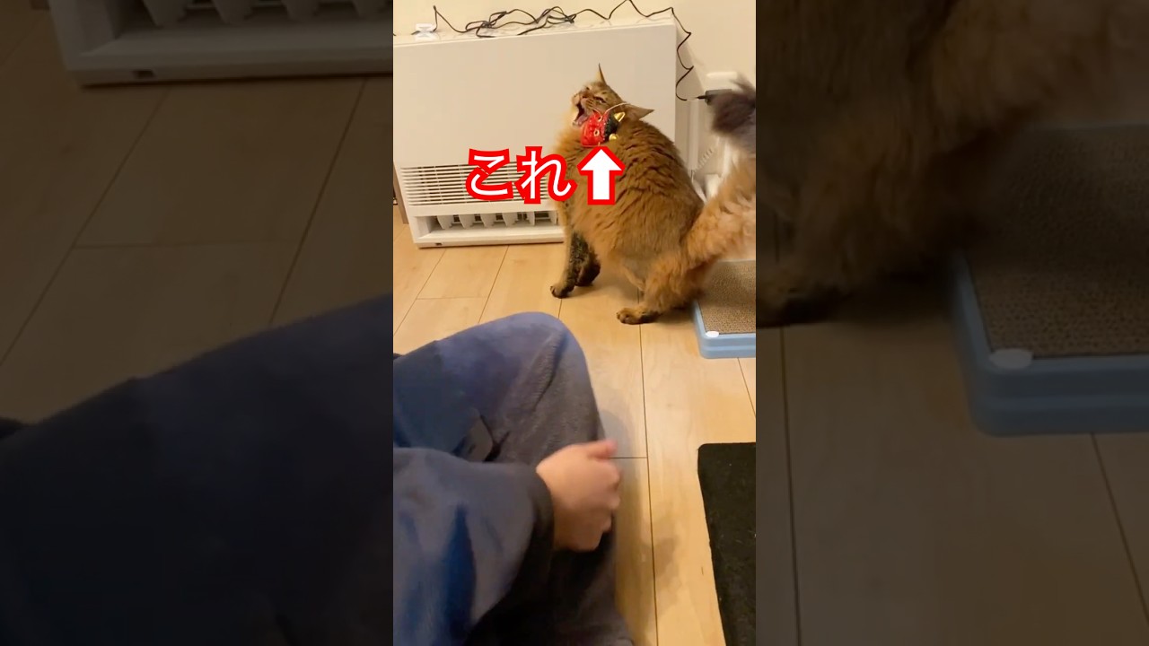 おにとねこ #cat #ソマリ #猫のいる暮らし #鬼 #節分 #ねこ #ねこ動画 #写真