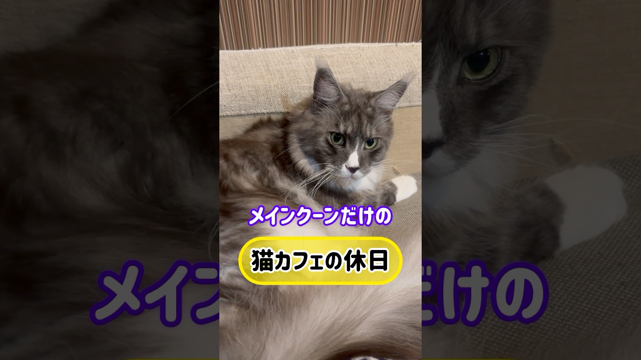 メインクーンだけの【猫カフェの休日】#cat #mainecat #cooncat #もふ
