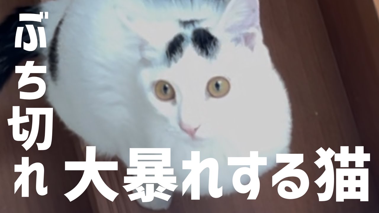 【猫大暴れ】なぜか暴れ出す猫ミルク！猫パンチと頭突きに怯えるおじさん。#保護猫 #ねこ #cat #猫のいる暮らし #ミルねーさん