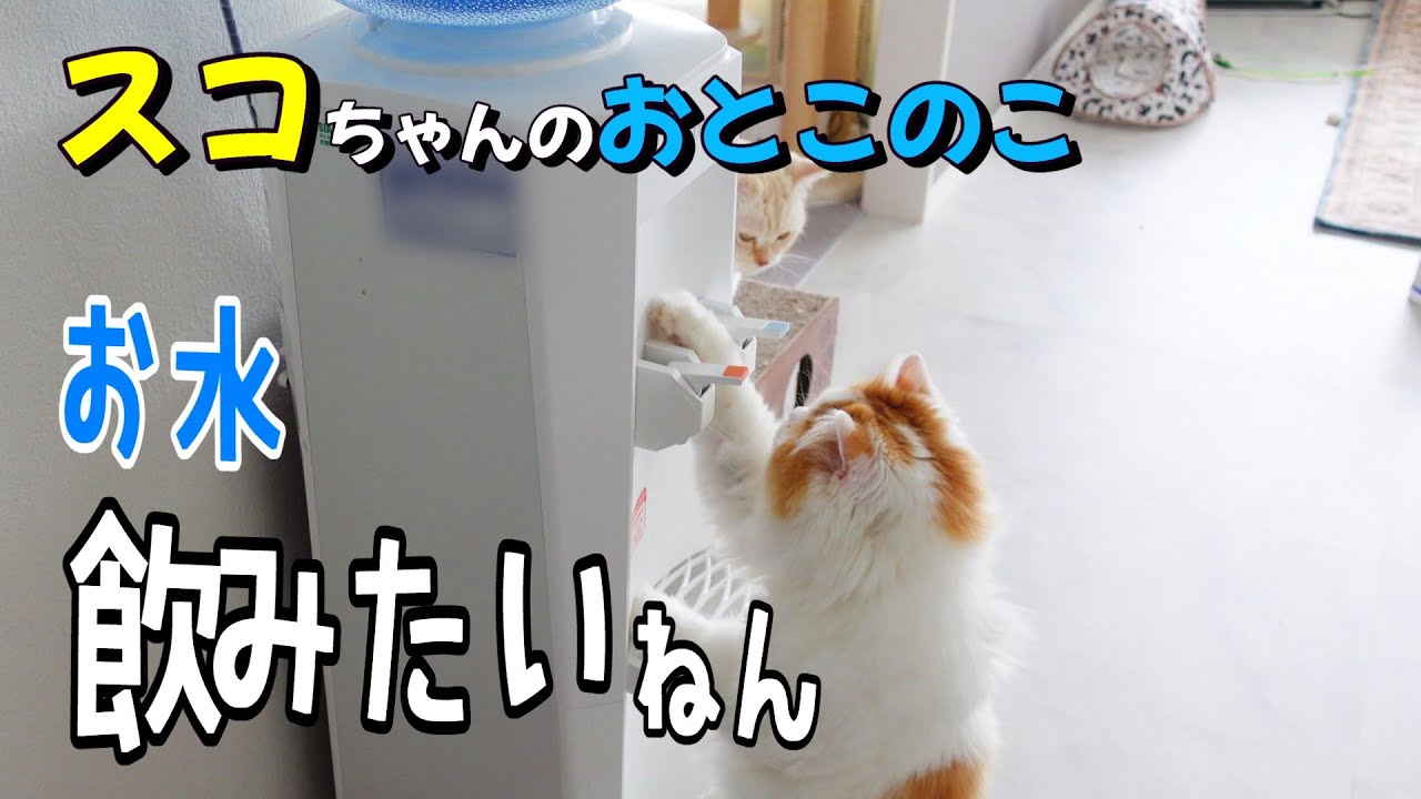 うちの猫、ウォーターサーバー使えちゃうんです⁉#猫動画 #cat #猫好きさんと繋がりたい