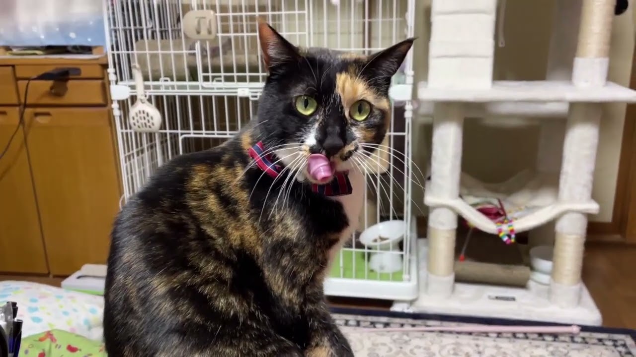 【保護猫1321日目】こたつの上の子猫