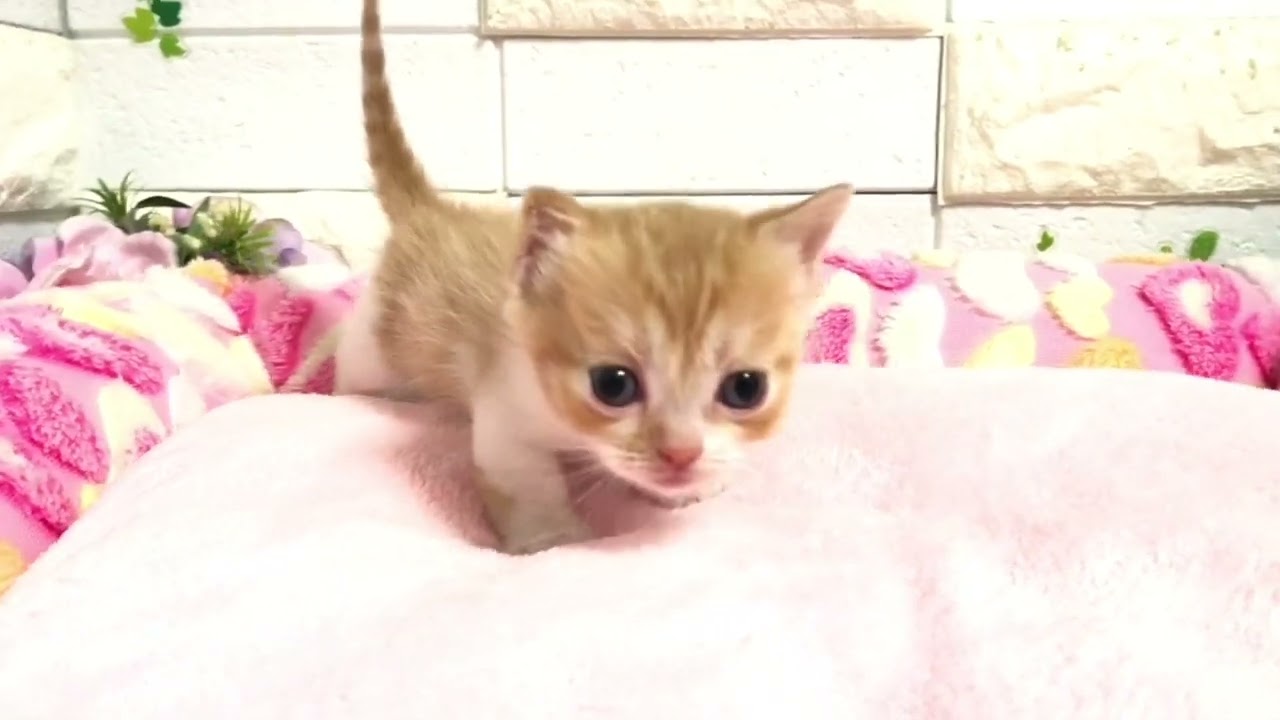 マイリー×ブリくんから生まれたマンチカンの短足ちゃん❤︎④