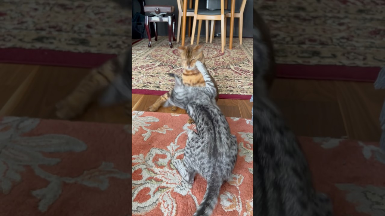 ユキオさん猫パンチ！恒例のニャンズ仲良し喧嘩をご覧下さい🤭#癒し動画 #癒し系猫 #cat #bengalcat #ocicat #ベンガル #仲良し猫#猫パンチ
