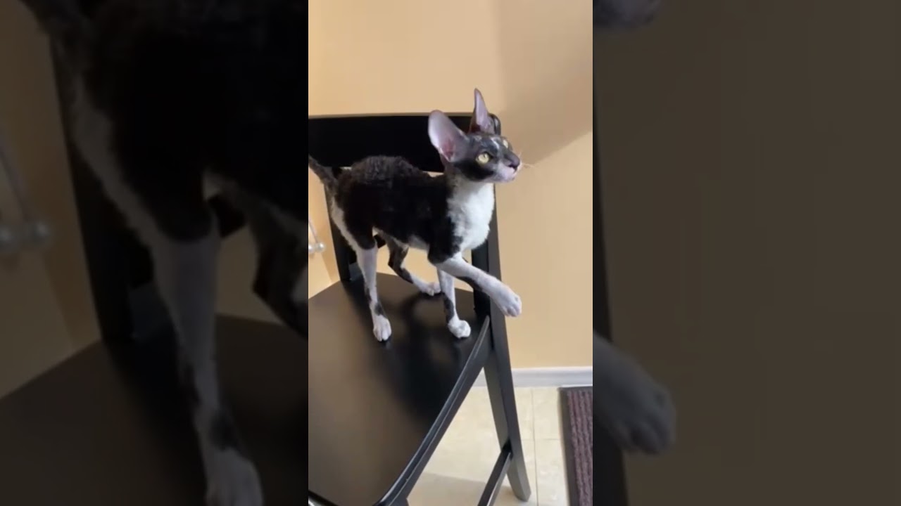 Hitech Black Bicolor Cornish Rex Male Kitten Available Now | Purebred Kitties