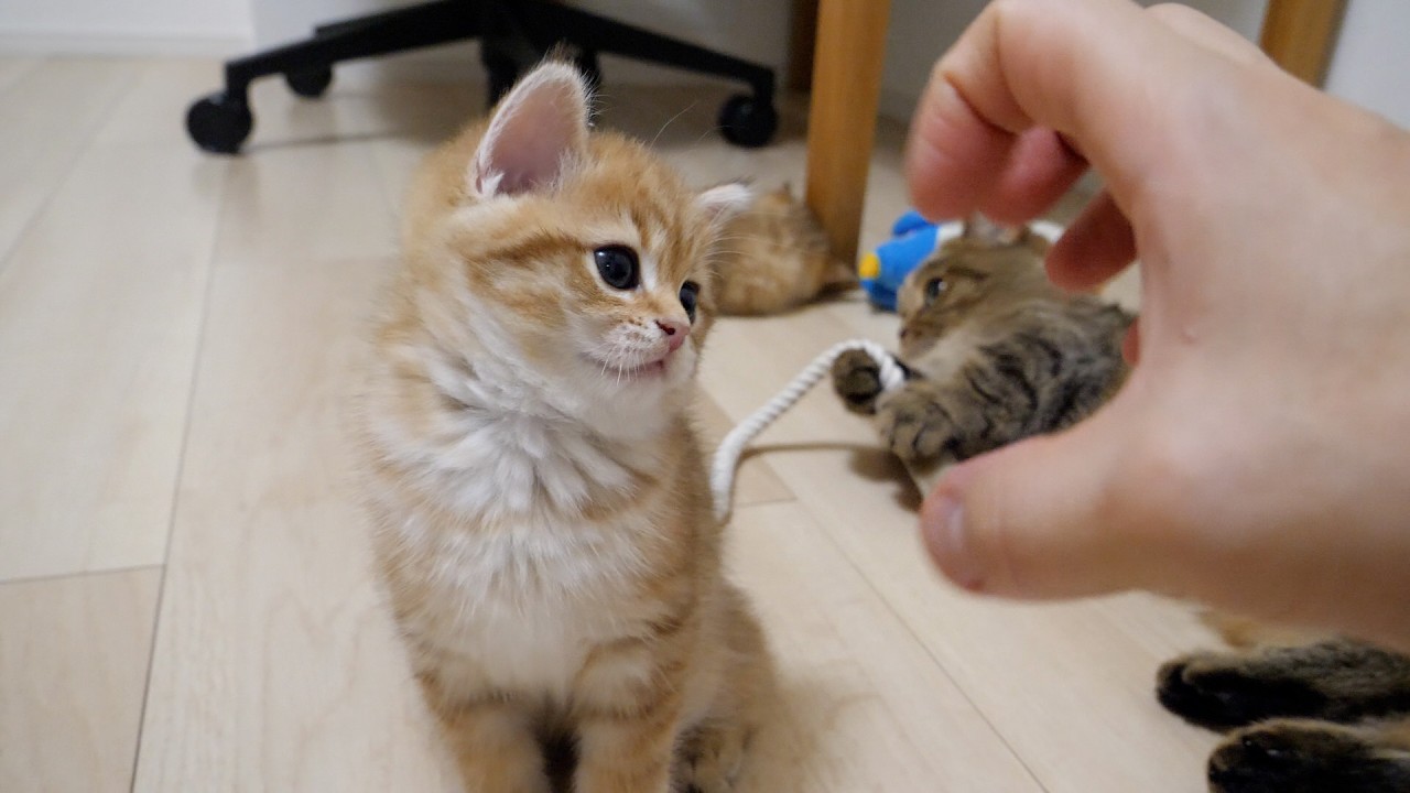 Rio the kitten vs. the owner's hand Who will win!