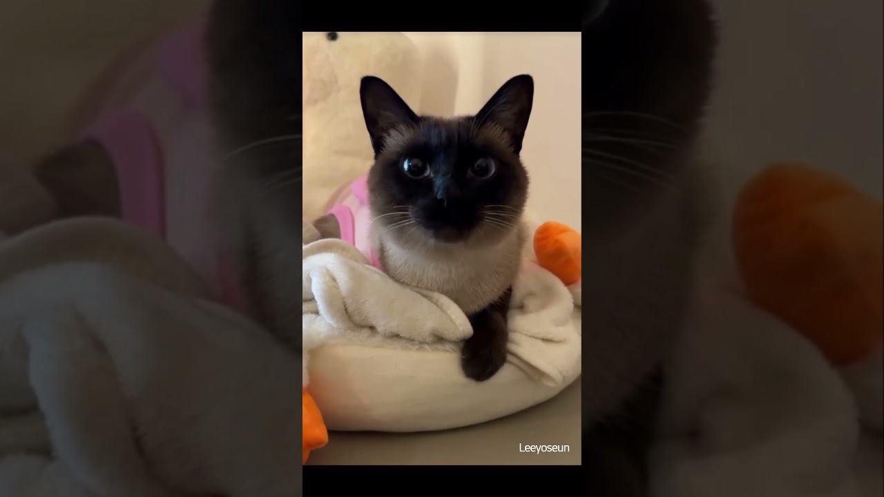 Adorable Moment of a Calmly Sitting Cat