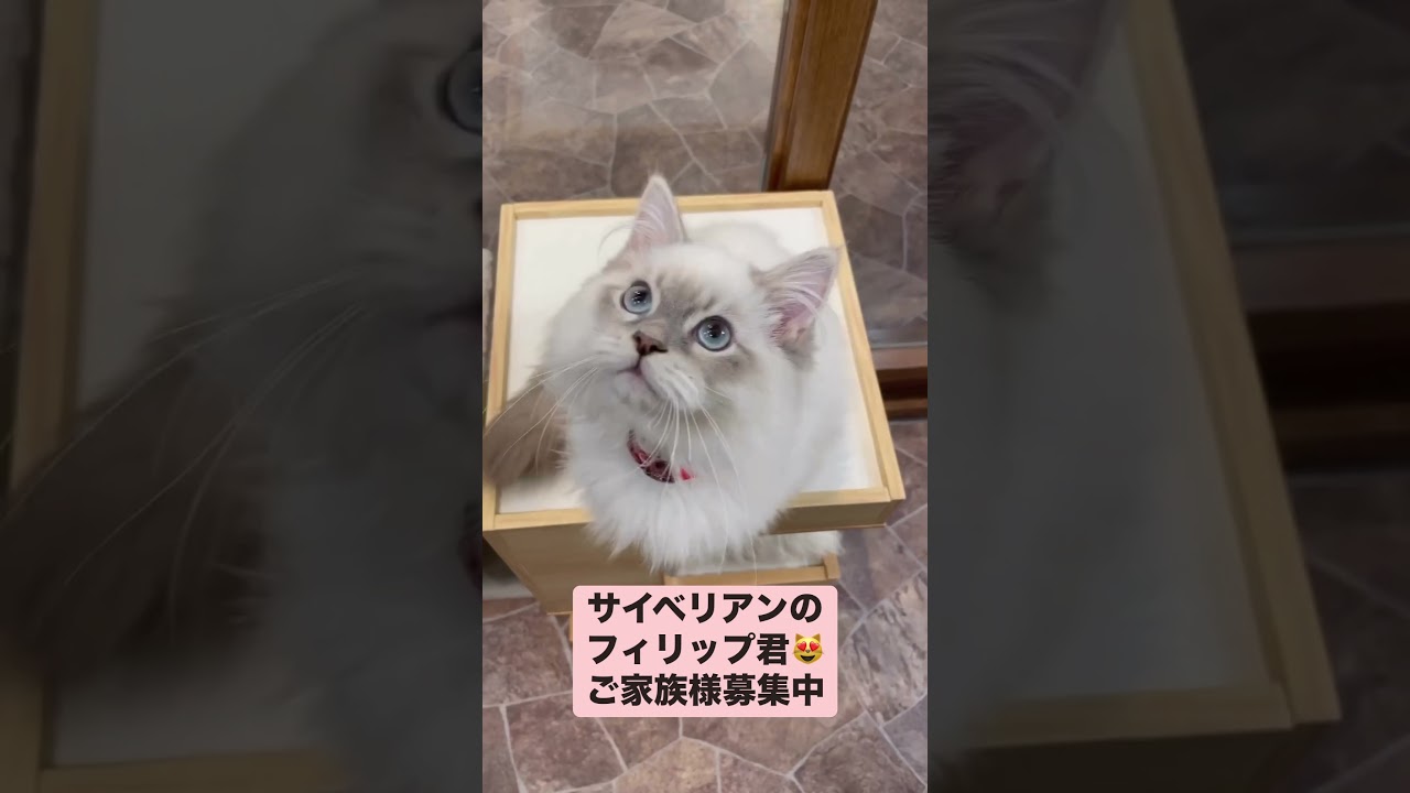 抱っこができる#サイベリアン の#子猫😻フィリップ君🤴大人しくて抱っこが大好きなのでお子様がいらっしゃるご家庭にも💖お父さんは最高タイトル！スープリーム・グランドチャンピオン！#ペットショップ