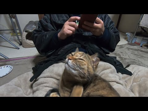 娘猫と心通う寒くても寒くない冬の一日