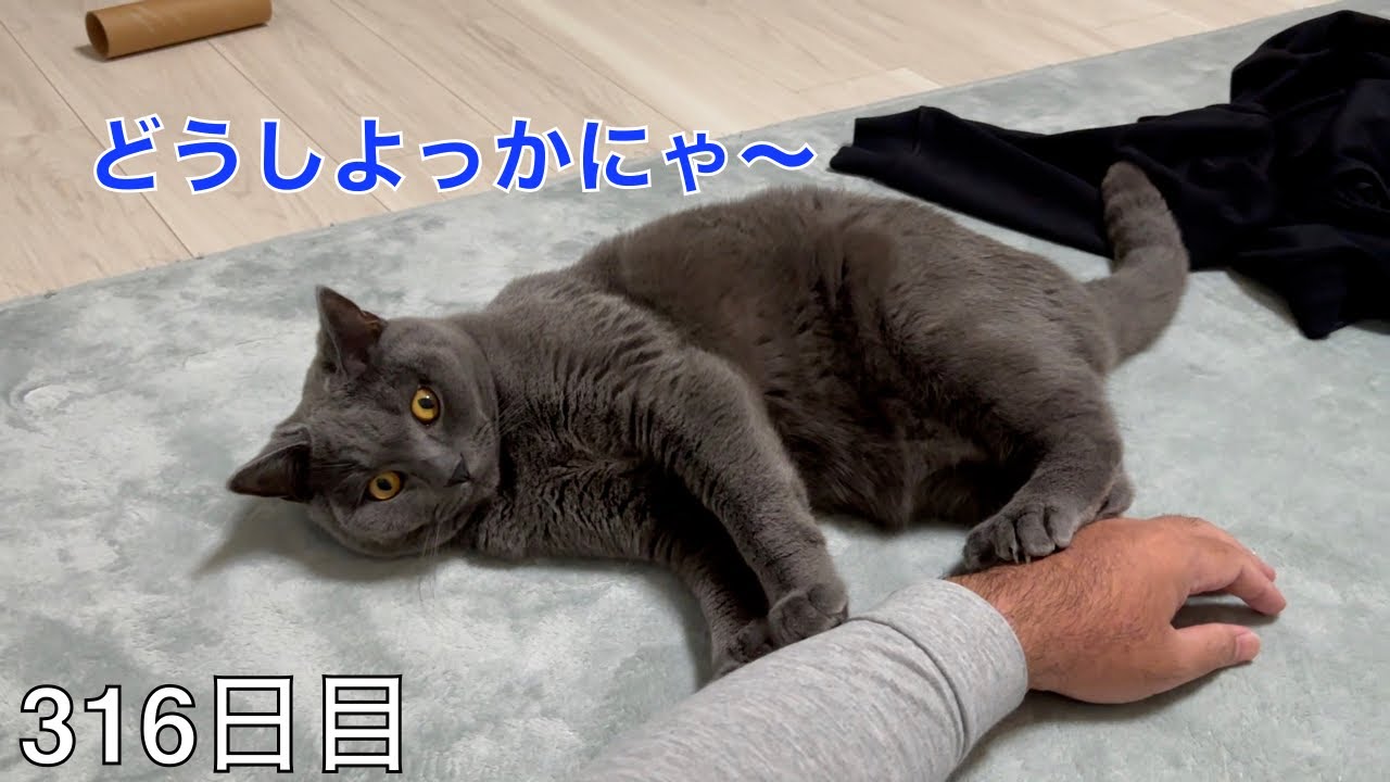 【スコ猫トト君】今日は左手君との戯れあいです、優しくしてね•••