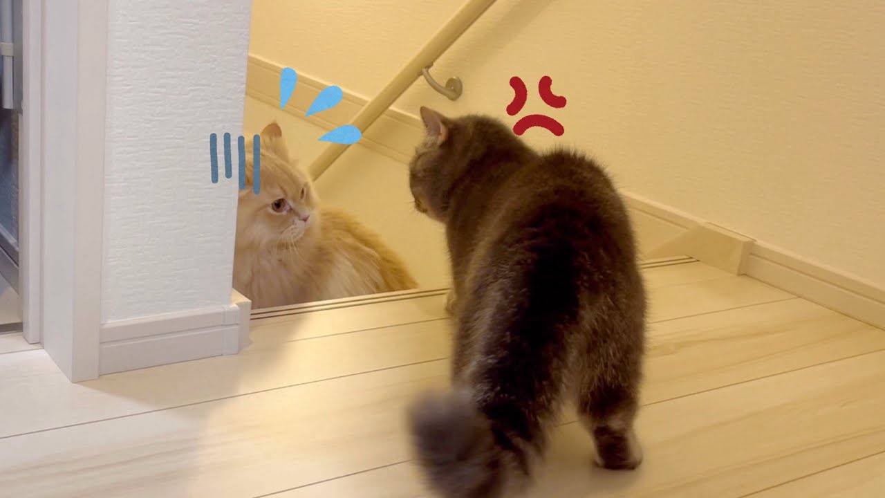 調子に乗ってしまった猫の末路が...