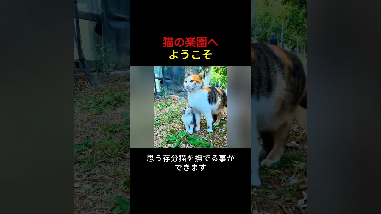猫の楽園へようこそ！野良猫たちの天国...