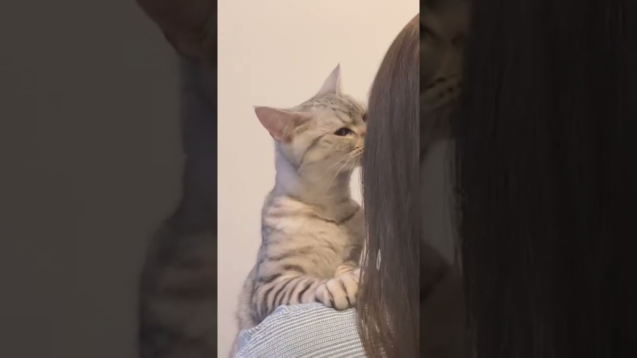 美容院帰りの飼主の匂いが気になりクンクンするも、眠気に襲われてしまう猫です。笑【#Shorts】